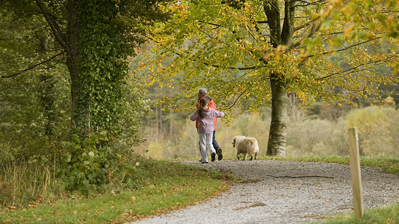 Curraghchase Forest Park Limerick