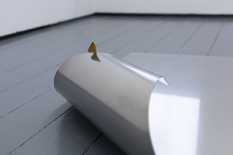 detail of installation, Resonant Earth, 2020, stainless steel and dried moth, (photo credit Justin Gawke (c) Artist & LCGA)