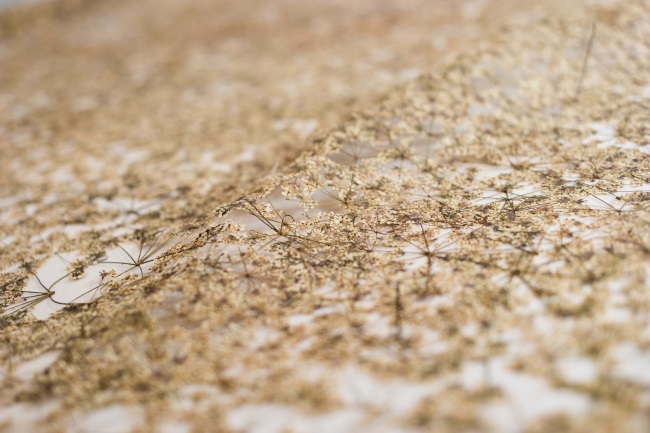 Florilegium A Gathering of Flowers by Naomi Draper