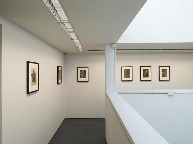 All images part of Wundergarten der Natur’,1932   © Estate of Karl Blossfeldt, Courtesy Hayward Touring