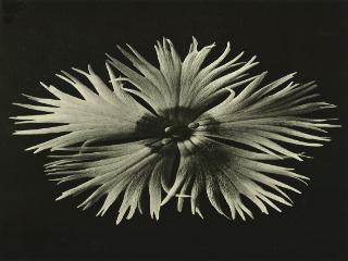 All images part of Wundergarten der Natur’,1932   © Estate of Karl Blossfeldt, Courtesy Hayward Touring