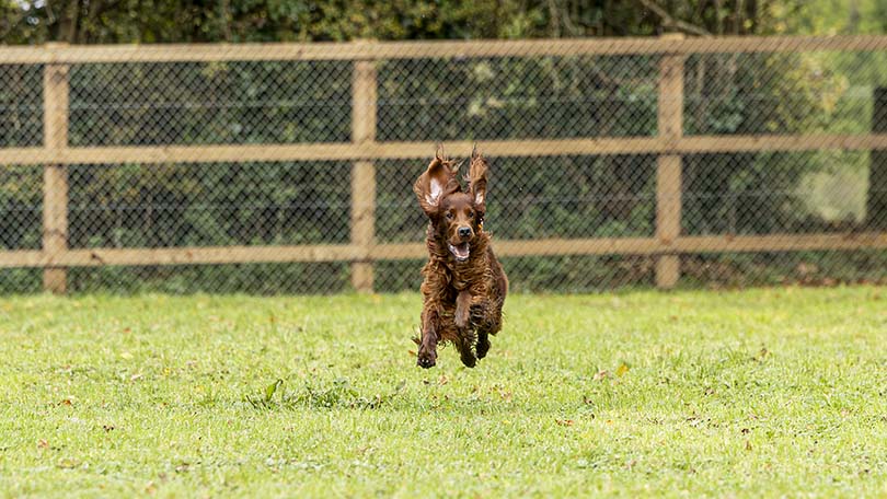 Demesne Dog Park Opening