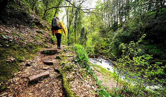 Man Walking on the Clare Glens Loop Walk, Co. Limerick. Ireland's Content Pool