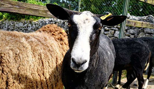 Sheep at Stonehall Visitor Farm Limerick