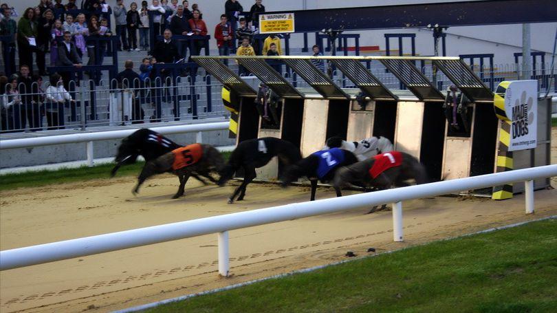 limerick greyhound track